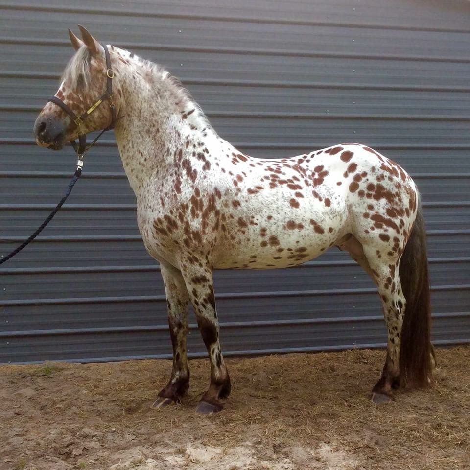 Friesian/Appaloosa Crossbreed: Where Elegance Meets Distinctive Beauty π΄π 4 Friesian/Appaloosa