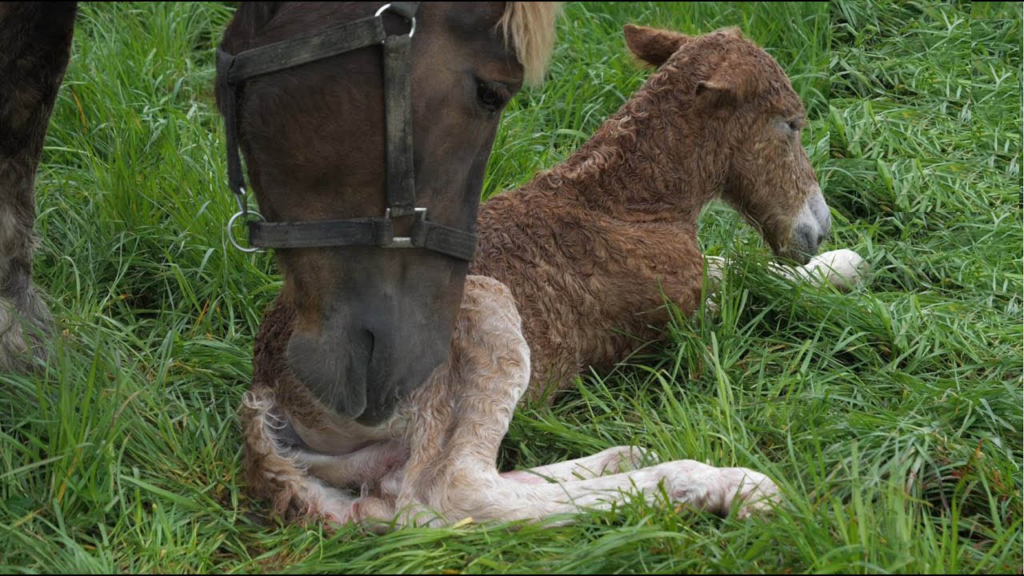 In a world often bustling with chaos, a heartwarming sight has emerged, encapsulating the pure essence of companionship and care. 