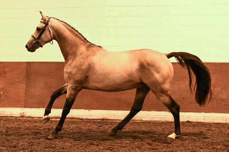 Meet Lanaken SSH: A Glimpse into Buckskin Elegance and Athleticism 1 Lanaken SSH