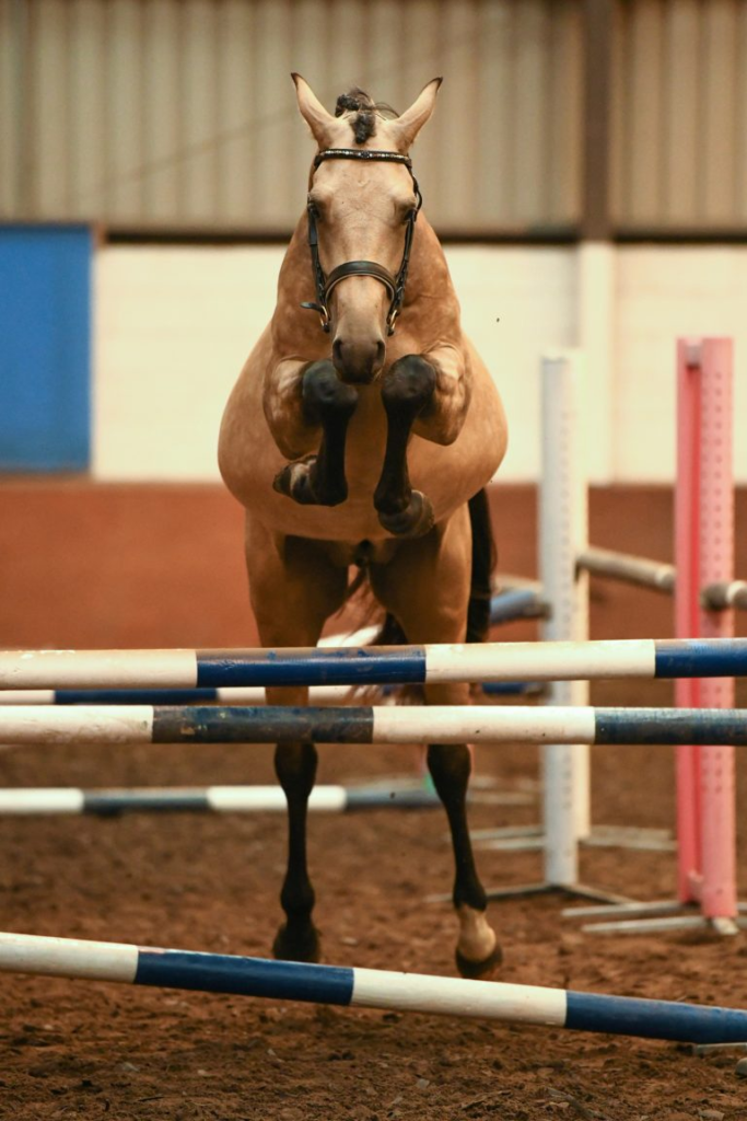 Meet Lanaken SSH: A Glimpse into Buckskin Elegance and Athleticism 4 image 97