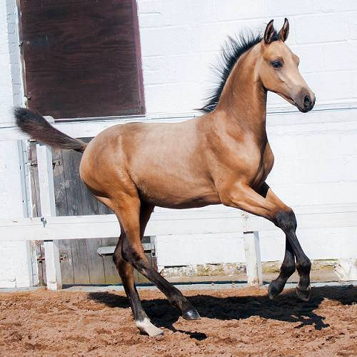 Meet Lanaken SSH: A Glimpse into Buckskin Elegance and Athleticism 2 Lanaken SSH