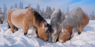 Yakutian Horses: Siberia’s Resilient Survivors