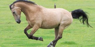 Dun Horse Colors: A Fascinating Heritage