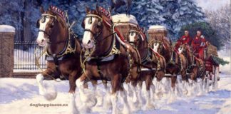 The Clydesdale Horse: A Revered Icon of Power and Elegance