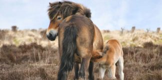 Resilient Exmoor Ponies: A Tale of Heritage and Survival