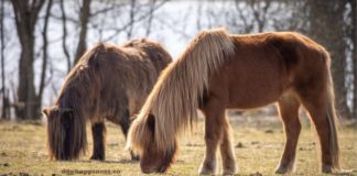 Unveiling the Swedish Northern Horse: Resilience in a Compact Form