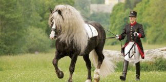 Black Forest Horse: A Majestic Stalwart German Heritage