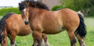 Ardennes Horses: Resilient Champions of Europe