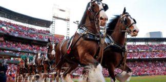 A Dream Fulfilled: 9-Year-Old Alex Meets Budweiser Clydesdales Thanks to Make-A-Wish
