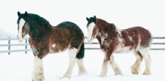 Winter’s Majesty: A Day with Clydesdales in the Snow