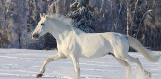 1 Rare Beauty: Camarillo White Horse Breed