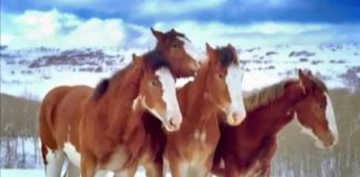Budweiser’s Clydesdales: Majestic and Playful in the Snow