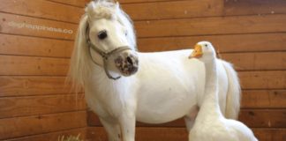Enduring Friendship: Waffles the Mini Horse and Hemingway the Goose Find Their Forever Home Together