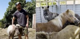 Miraculous Encounter: 7 Excellent Mini Horses Rescued During a Routine Feed Store Visit