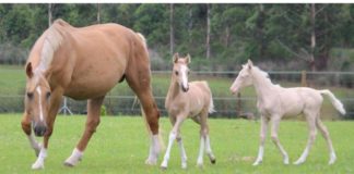 1 Unforgettable Bond: Daisy the Mare Introduces Her Twin Foals to the World for the first time 🐴