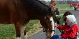 Dream Fulfilled: 95-Year-Old’s Unforgettable Day with Budweiser Clydesdales