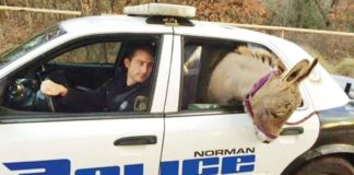 Officer’s Heartwarming Act: Rescuing a Donkey and Providing a Unique Ride to Safety