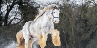 Exploring the Magnificent Feathers: 7 Popular Horse Breeds and their Unique Characteristics