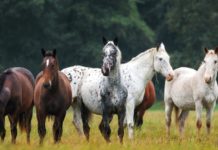 Discovering the Wielkopolski: A Polish Equestrian Gem