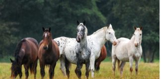 Discovering the Wielkopolski: A Polish Equestrian Gem