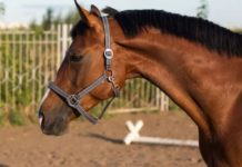 The Hanoverian Horse: An Excellent Profile