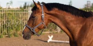 The Hanoverian Horse: An Excellent Profile