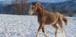 1 Radiant Resilience: Celebrating the Curly Horse’s Splendid Spirit