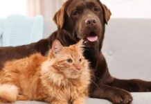 Discovering Cat-Friendly Dog Breeds: Finding Harmony in Multi-Pet Homes