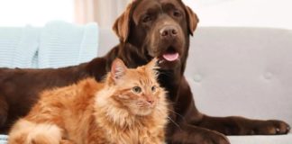 Discovering Cat-Friendly Dog Breeds: Finding Harmony in Multi-Pet Homes