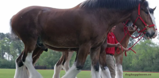 Anheuser-Busch Ceases Clydesdale Tail Docking: A Victory for Animal Welfare