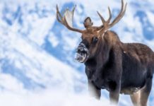 Winter’s First Sip: Anchorage Welcomes Moose to the Heart of the City!❄️🦌