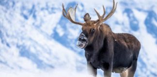 Winter’s First Sip: Anchorage Welcomes Moose to the Heart of the City!❄️🦌