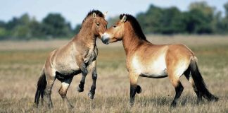 Riwoche Chronicles: The Revered Horses of Ancient Heritage