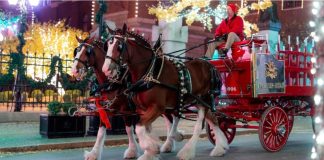 Arkansas Herald: Budweiser Clydesdales Steal the Spotlight at University of Arkansas