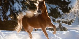 Equine Winter Wonderland: Horses Frolicking in Snowy Delight
