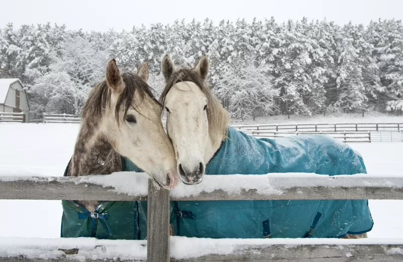 Equine 