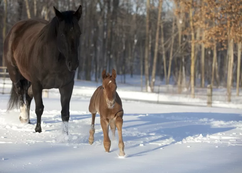 Equine 