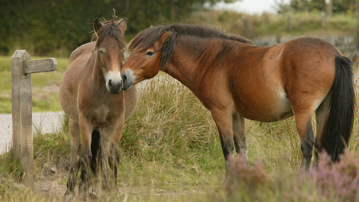 Ponies