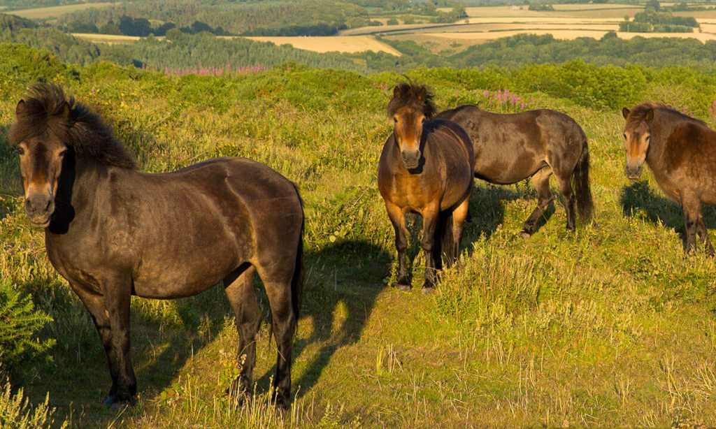 Ponies