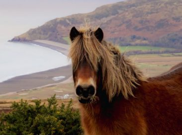 Ponies