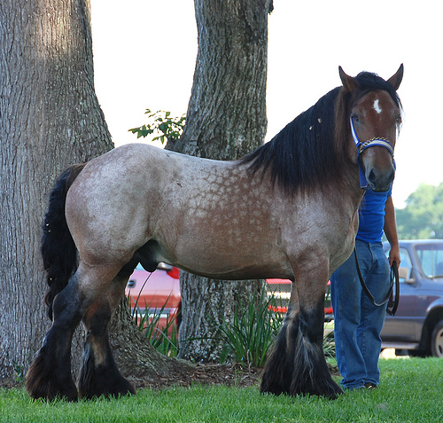 Ardennes Horses