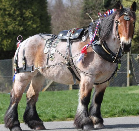 Ardennes Horses