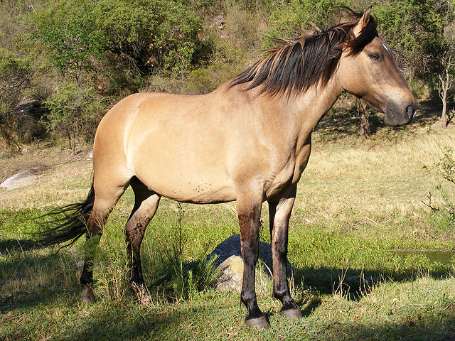 Dun Horse Colors: A Fascinating Heritage 1 image 4