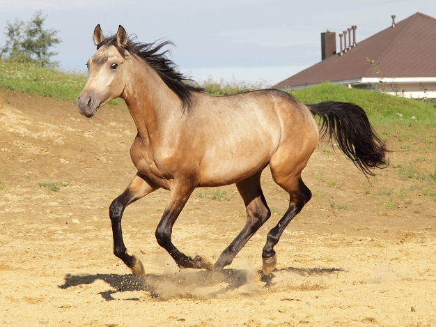 Dun Horse Colors: A Fascinating Heritage 2 Dun Horse