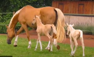 Twin Foals