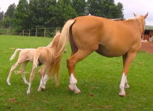 Twin Foals