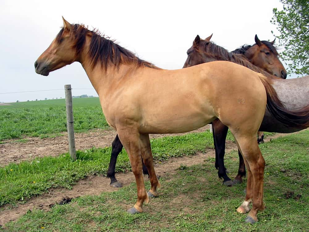 Dun Horse Colors: A Fascinating Heritage 3 Dun Horse