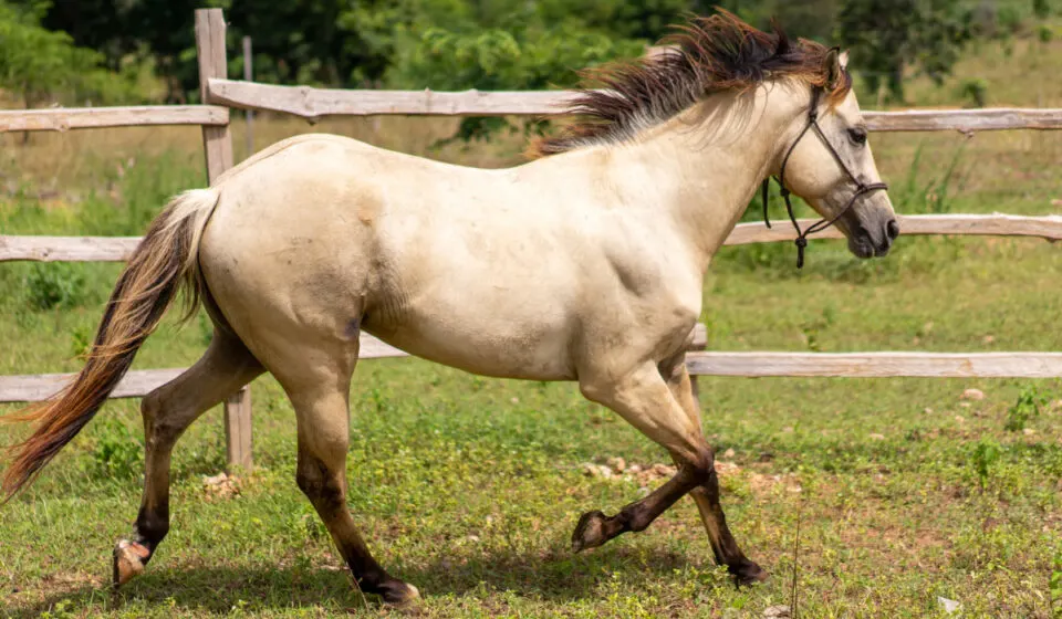 Dun Horse Colors: A Fascinating Heritage 4 image 7