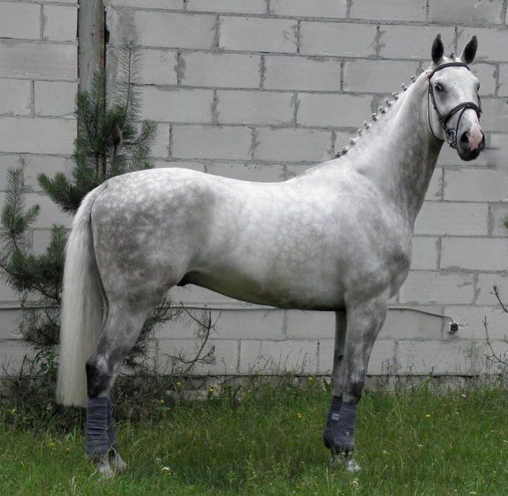 Wielkopolski