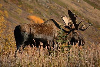 image 95